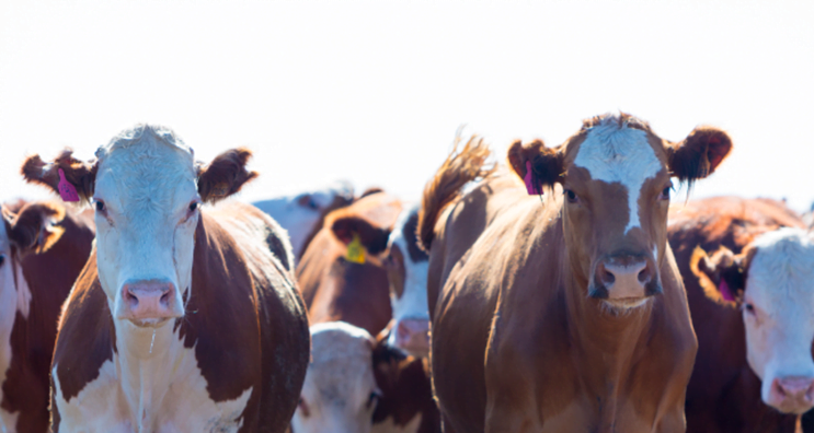 bebederos para ganado